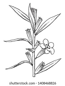Das ist ein Blumenzweig von Lythrum. Es hat schmale, stalklose Blätter und Blumen sind violett, rosa und weiß in Farbe, Vintage Linie Zeichnung oder Gravitation Illustration.