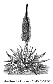 This is a flower of Agave Densiflora having a yellowish red color. Its matured leaves are bright green in color, vintage line drawing or engraving illustration.