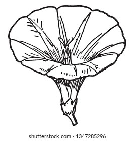 This is a flower of Bindweed. It is pure white trumpet flower, vintage line drawing or engraving illustration.