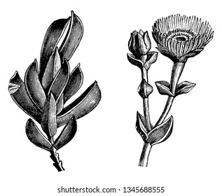 This flower bloom July to September.it is grow alone on short stems & flowers are reddish, vintage line drawing or engraving illustration.