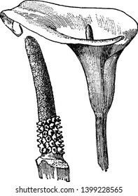 This is a flower of Calla Lily and it is a genus of common flowering plant in the family Araceae, vintage line drawing or engraving illustration.