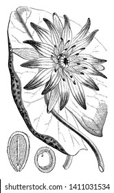 This is a flower of an Egyptian Blue Lily and also known as blue lotus, vintage line drawing or engraving illustration.