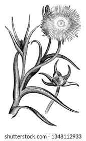 Diese Blume ist groß und gelb. Die fingerartigen Blätter sind fettartig, grau-grün, haarlos und bis zu 20 Zentimeter lang. Der Straub wächst einen Fuß hoch, Vintage 