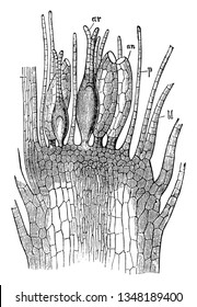 This is a flower of a Moss. It typically grow in dense green clumps or mats, vintage line drawing or engraving illustration.