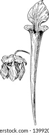 Esta es parte floral de la familia de plantas de jarra. Su forma es como Trumpets, dibujo vintage de líneas o ilustración grabadora.