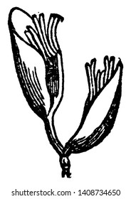 Esta es una flor de pasto suave. Empieza a crecer. Los Petals son pequeños y puntiagudos. Flor unida a tallos, dibujo vintage o ilustración de grabado.
