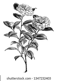 This is a flowering branch of Camellia Japonica. It has rose to pink flowers and dark green leaves, vintage line drawing or engraving illustration.