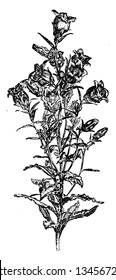 This is a flowering branch of Campanula Medium. Flowers are bell shaped with violet-blue color. It has short stalk, vintage line drawing or engraving illustration.
