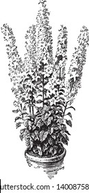 This is a flowering branch of Campanula Pyramidalis and also known as chimney bell-flower. It has starry blue flowers with bell shape and broad green leaves, vintage line drawing or engraving