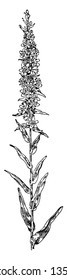Esta es una rama florida de la planta de Long Purples. Sus flores púrpura se reunieron en espesos cilíndricos densos, dibujos de líneas vintage o ilustración de grabado.