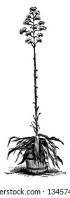 Esta es una planta floreciente y nativa de México. Sus hojas son lisas, grises y con forma de lanza, dibujo vintage de líneas o ilustración de grabado.