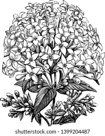 Estas flores florecen en racimos. Tienen cuatro pétalos blancos como una estrella. Detrás de la cabeza de la flor hay tubos delgados, dibujos de líneas vintage o ilustración de grabado.