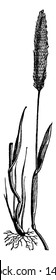 Esta es una hierba foxtail, las hojas son planas, afiladas, los tallos son largos y delgados, la flor crece al lado de la hierba, la raíz es corta y delgada, dibujo vintage de líneas o ilustración de grabado.