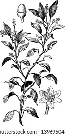 In this frame is the camphor tree leaves its branches and flowers are beginning to grow vintage line drawing or engraving illustration.