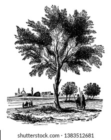 This frame has a big almond tree. And there are two people below him. And the city is seen behind that tree, vintage line drawing or engraving illustration.