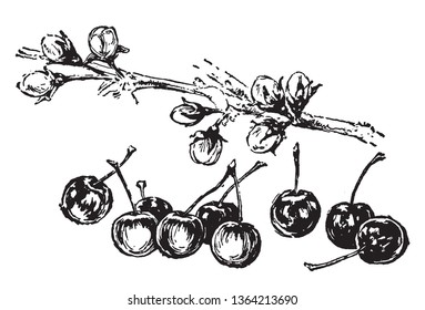 This frame has branch of cherries which looks 9 cherries, vintage line drawing or engraving illustration.