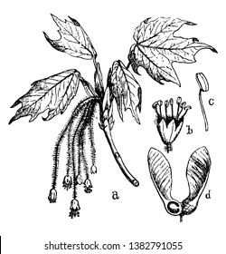This frame has a bundle and it has large leaves and it is getting new flowers, vintage line drawing or engraving illustration.