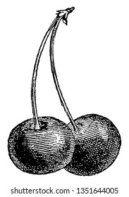 This frame has a cultivated 2 cherry fruit. This fruit contains only 1 big seed, vintage line drawing or engraving illustration.