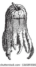 In this frame has a fruit called Fingered Citron and is also known as citrus Medica Sarctondylis. That fruit has fragrance, vintage line drawing or engraving illustration.