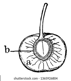 This frame is a part of cherry. In that part is seen the cover of Cherry's inner bees and the seeds above, vintage line drawing or engraving illustration.
