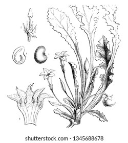 In this frame is shown the process from the flower to the fruit. In it the tree is seen in the fruit of its blossom and from that prepared, vintage line drawing or engraving illustration.