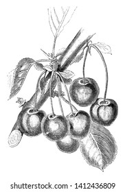This frame is a species of cherries that is called Reine Hortense cherries. In it there is banyan tree and it has leaves and it has bunch of cherries, vintage line drawing or engraving illustration.