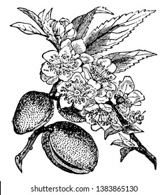 In diesem Rahmen gibt es den Mandelbaum und die Blätter des Baumes sind Blüten, Mandelnüsse sind unter der Blüte, Vintage-Linie Zeichnung oder Gravur-Illustration bedeckt.