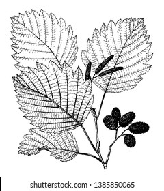 In this frame there is the Alnus Ticchorea tree and the leaves are thorny and sharp. And it has started to grow like a conch shell, vintage line drawing or engraving illustration.