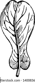 In this frame there is a fiddle-shaped leaf. This leaf look like violin-shaped, it's commonly called the fiddle-leaf feg. These plants are native to the tropics, vintage line drawing or engraving