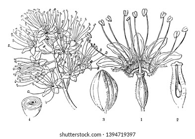 In this frame there is the inner part of the flower. In it there are blossoms seed peas vintage line drawing or engraving illustration.