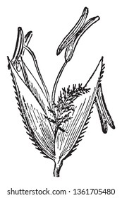 In this frame there is a Poaceae plant which is also known as grass. Poaceae is also known as Gramineae. One-flowered Splikelet of Agrostis, vintage line drawing or engraving illustration.