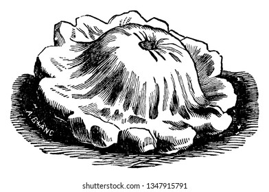 En este marco hay un calabazas de Pottypan. Su forma es como un sombrero redondo y el borde es como una vieira, un tanto parecido a un pequeño tope de juguete, o platillo volador, dibujo vintage de línea o ilustración grabadora.
