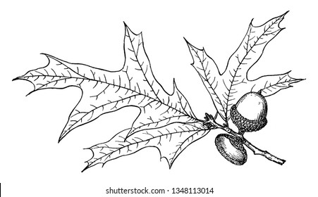 In diesem Rahmen gibt es einen Unterzweig von Eichenbaum und heißt Quercus Sarrice. Quercus Sarrice ist ein Banyanbaum mit einer anderen Form und hat viele Ahornnnüsse, Vintage 