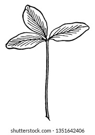 In diesem Rahmen gibt es einen dreiteiligen Bogen der Rotklee-Pflanze, Vintage-Linien-Zeichnung oder Gravitation-Illustration.