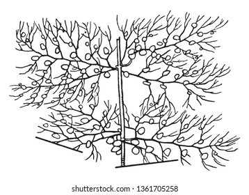 In this frame there is a tree called the Utricularia. The tree is completely dried and its leaves have fallen. It seems to be in the tree bustle, vintage line drawing or engraving illustration.