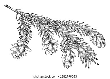 Neste quadro há uma árvore chamada Tsuga Carolyn. Os ramos da árvore são finamente afinados, e as flores chegam às extremidades do coto e são inclinadas para baixo, vintage linha desenho ou gravura