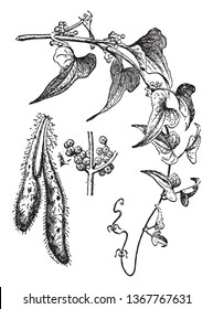 En este marco hay un yam, se parece a una batata. Yam es un tubérculo comestible. La imagen muestra su vid y sus pequeños frutos de yam y prepara por completo el dibujo de yam, vintage o la ilustración de grabado.