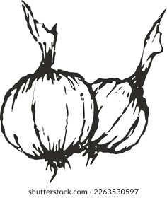 This fresh garlic illustration can be used for casual restaurant menu design, food packaging design, or snack packaging design