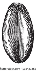 This is front part of the wheat grain. The size of this seed is oval, vintage line drawing or engraving illustration.