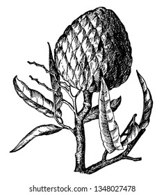 This fruit commonly named as Custard Apple. The fruit is sweet and pleasant. It is a small deciduous, vintage line drawing or engraving illustration.