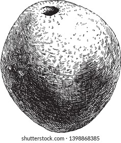 Este é um fruto de é uma árvore caduca. É comestível e tem casca lenhosa dura, vintage linha desenho ou gravura ilustração.