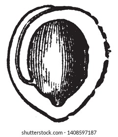 This fruit is developed by flowers. The fruit is rounded, half-cut. Inside the fruit seed is present. This seed is like almond, vintage line drawing or engraving illustration.