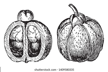 This is the fruit of evergreen tree Ackee. It is pear shaped, vintage line drawing or engraving illustration.
