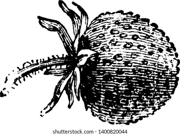 This is the Fruit of Fruit of Fragaria Vesca. Needle like threads are present on fruit and tiny hairs are present on stem. Leaves are plain, long, and present at the lower part of the fruit, vintage