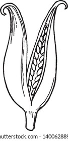 This is the Fruit of Gentian. There are two leaves per node along the stem. The flower is radially symmetrical and having seeds inside it, vintage line drawing or engraving illustration.