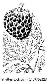 This is a fruit of small well branched tree and also known as sugar apple. Fruit is sweet and pulpy, vintage line drawing or engraving illustration.