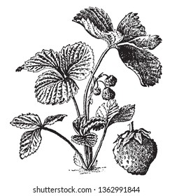 This is full plant of strawberry. The branch is thin and small. The leaves are short. The fruit grow on branch, vintage line drawing or engraving illustration.
