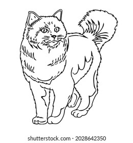 This Funny Crazyinsanecoloring Cat Example Coloring Stock Vector ...