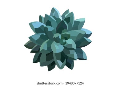 This is Geomatic july Succulent in White background.