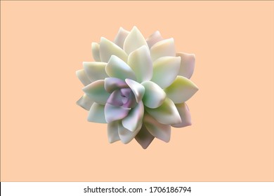  This is Graptopetalum paraguayense in light orange background.